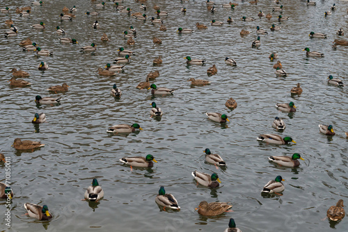Stado kaczek pływających po sztucznym stawie w parku miejskim w Warszawie