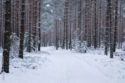 Zimowy las pokryty śniegiem