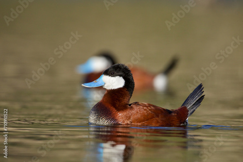 Ruddy Duck drakes in full breeding plumage - their bills turn to a vivid blue color during the breeding season