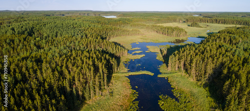 Aerial panoramic view of an extensive coniferous forest and a marshy stream that is cut by an old beaver dam. The sky is clear and colored pale blue. 