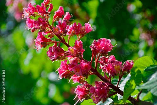 Kasztanowiec czerwony, kwiaty kasztanowca czerwonego, Aesculus ×carnea, red horse-chestnut 