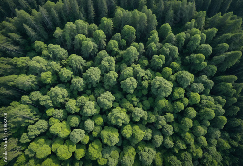 Drone footage of lush forest canopy. Aerial view displays trees absorbing CO2. Green tree landscape promoting carbon neutrality and sustainable environment.