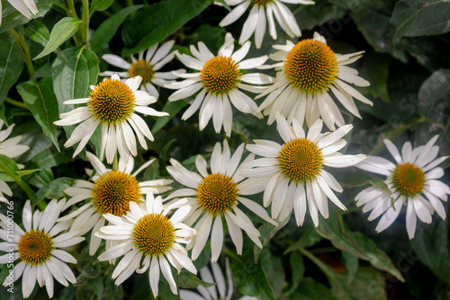 Selective focus of white cream flower with green leaves in the garden, Echinacea commonly called coneflowers is a genus of herbaceous flowering plants in the daisy family, Nature floral background.