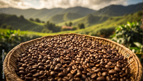 Coffee harvest on plantation