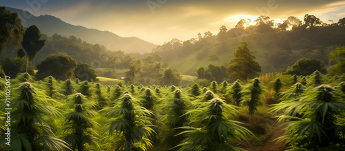 flowering cannabis plantation (marijuana) at sunset