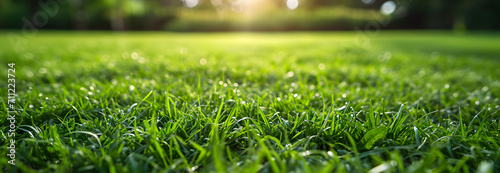 Close up green grass texture background view. copy space. 