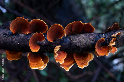 Reishi mushrooms grow on the branches of trees in the forest.