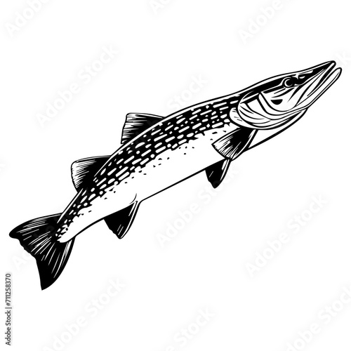 northern pike fish black silhouette logo svg vector, pike fish icon illustration.