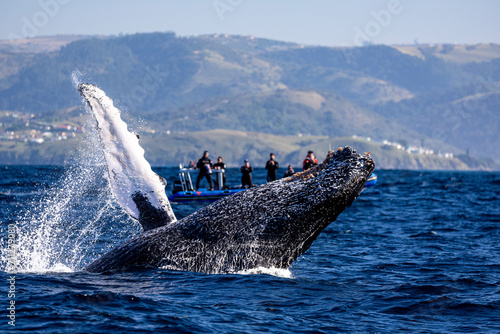 A humpback whale jumps out of the water in front of a boat