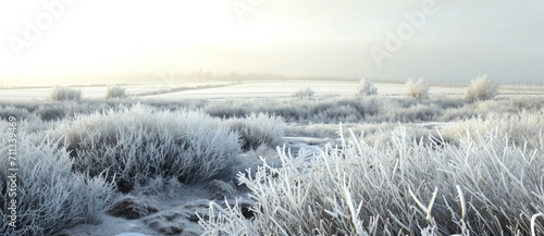 A serene winter dawn breathes life into a frost-kissed meadow, where nature's stillness echoes the crisp chill