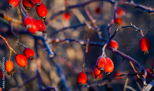 rose hips. poppies with frost on them on a beautiful sunny winter morning.