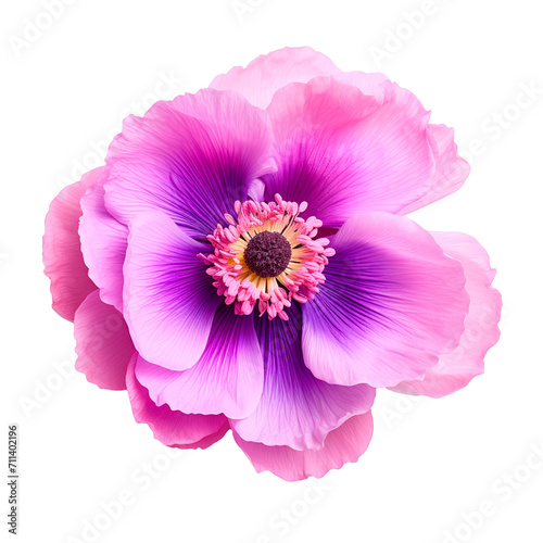 Purple anemone flower on transparent background. Summer spring flower