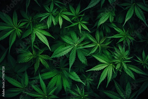Marijuana leaves on a black background, marijuana background.