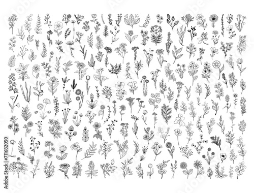 Wild flowers silhouette vector art white background