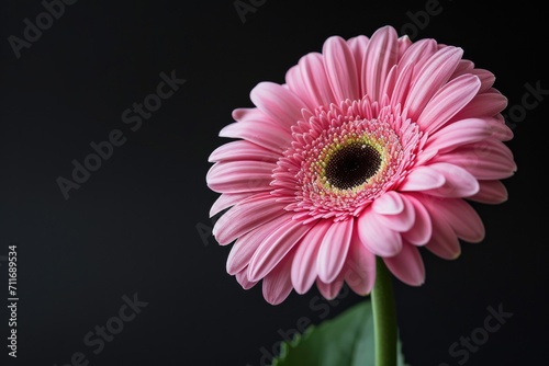 Pink Gerbera Flower on Dark Background with Copy Space. Nature Illustration for Summer Concept