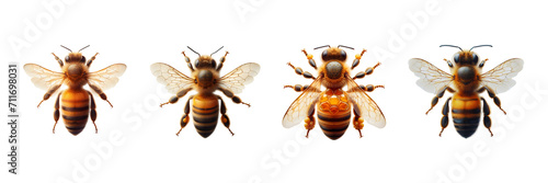 Set of honey bee top view, isolated over on transparent white background