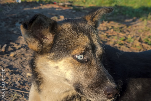 Pies kundel w typie husky - o niebieskich oczach - w promieniach porannego słońca na łące na brzegu rzeki.