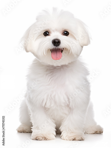 Happy maltese bichon dog sitting looking at camera, isolated on all white background