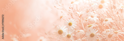White flowers on a soft pink background with copy space. Women's Day, Valentine's Day and romantic anniversaries. Banner