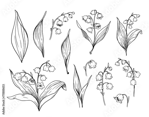 Lily of the valley flowers, set of botanical illustrations, floral objects. Hand drawn vector sketches