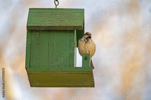 House Sparrow (Passer domesticus) perched on a bird's nest hanging from a tree.