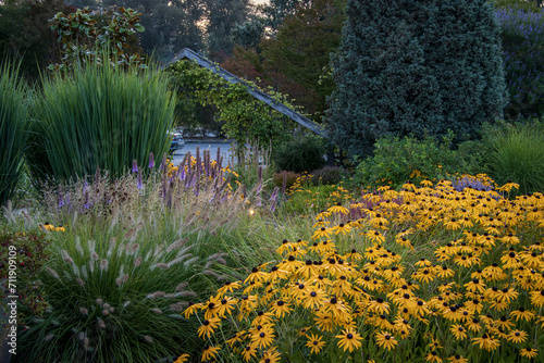 Black-eyed Susans and ornamental grasses at the Center for Urban Horticulture at the University of Washington