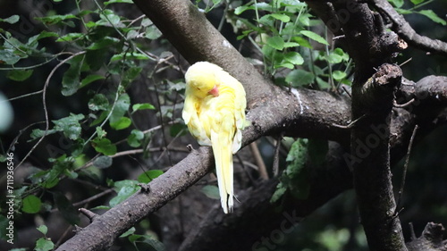 Cotorra de kramer amarillo, sobre una rama en el bosque