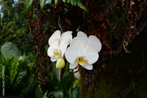 Flor de Orquídea Phalaenopsis