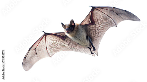 Bat in flight. Wing flap. Flying bat Isolated white background. grey long-eared bat. AI Generative