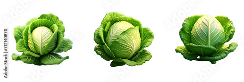 green cabbage vegetable isolated soft smooth lighting