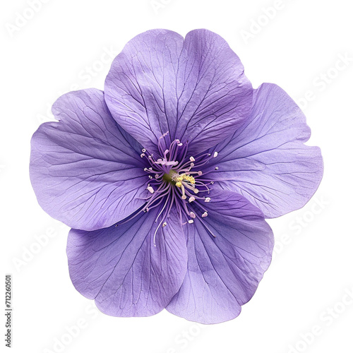 blooming purple flower isolated on transparent background