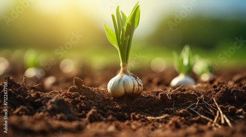 garlic harvest in the garden close-up