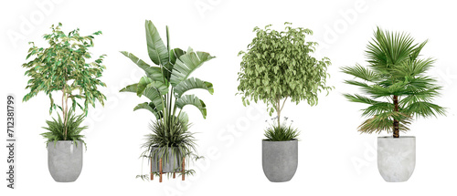Tropical plant in pot on white background