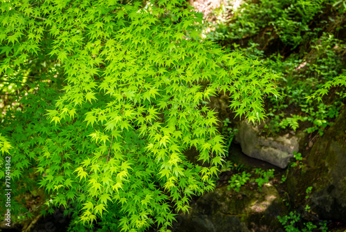 spring coloured fresh green Leaves of Acer Palmatum, Japanese Maple tree