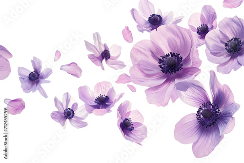 flower anemone petals flew isolated on white background