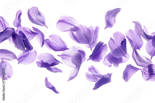 some flower lavender petals flew isolated on white background