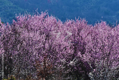 Piante fiorite, primavera, Toscana