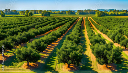 Morning view of fruit bearing orange orchard with trees in USA, view of agricultural field, Orange trees, Natural example of farm with green field, Beauty in nature, Sustainable agriculture,