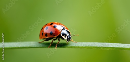  a close up of a ladybug on a green blade of grass with a blurry background of the grass and the ladybug's back end of the bug.