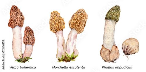 Watercolor set of mushrooms: Verpa bohemica, Morchella esculenta, Phallus impudicus, Hand drawn mushroom illustration isolated on white background.