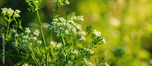 Cumin plant with small flowers.