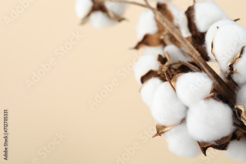 Beautiful cotton flowers on beige background, closeup. Space for text