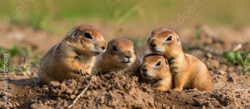 Black Tailed Prairie Dog babies engaging in activities at their habitat in Custer State Park, South Dakota, captured through nature photography.