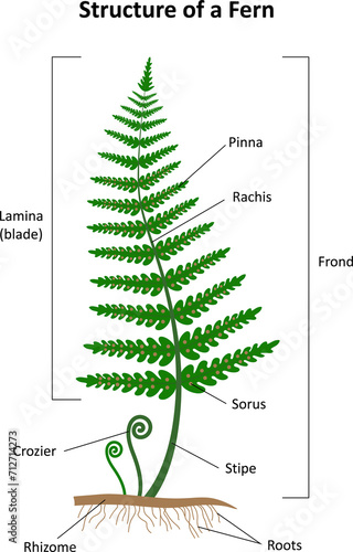 Structure of a fern. Diagram.