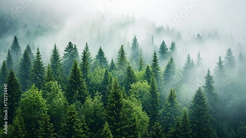 Misty Forest, A Dense Collection of Fog