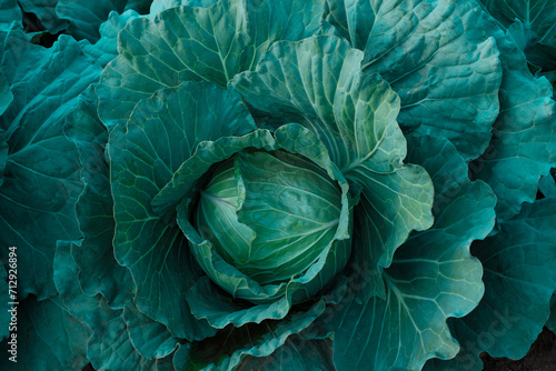 Cabbage growing in the vegetable farm