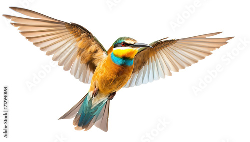 Blue winged bee eater isolated on transparent background. PNG
