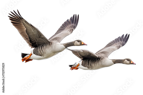 Two Of Beautiful Greylag Geese Flying On Transparent Background