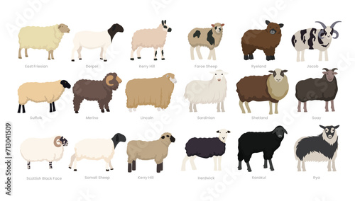 Different types of sheep set collection, breeds of domestic sheep cartoon, dairy farming, lamb sheep vector illustration, suitable for education poster infographic guide catalog, flat style