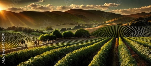 Golden Horizon: Breathtaking sunset casting warm hues over picturesque vineyards